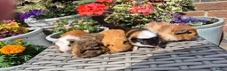 Guinea Pig rodents for sale: Baby Guinea Pigs Funky, Smooth, Crested, Teddy - Advert 1