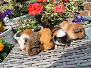 Guinea Pig rodents Baby Guinea Pigs Funky, Smooth, Crested, Teddy - Advert 10