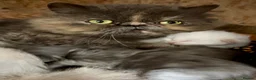 Mixed Breed cats for sale: Beautiful ragdoll x Persian kittens - Advert 2