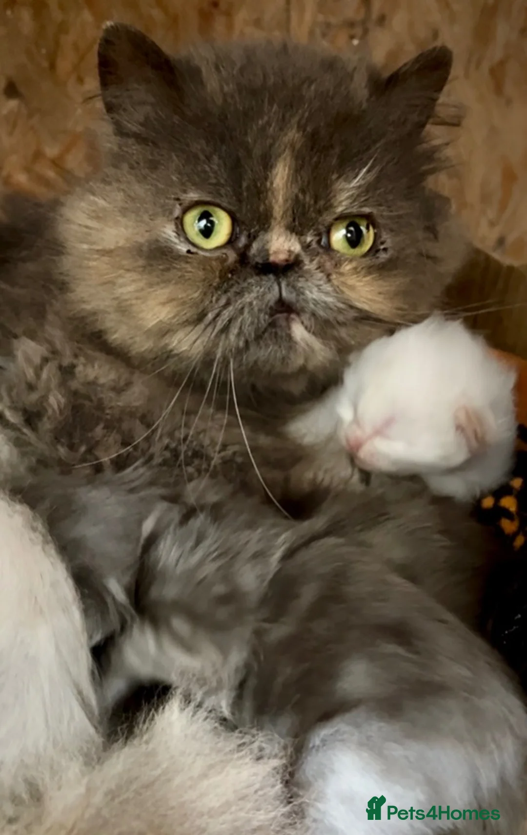 Mixed Breed cats for sale: Beautiful ragdoll x Persian kittens - Advert 2