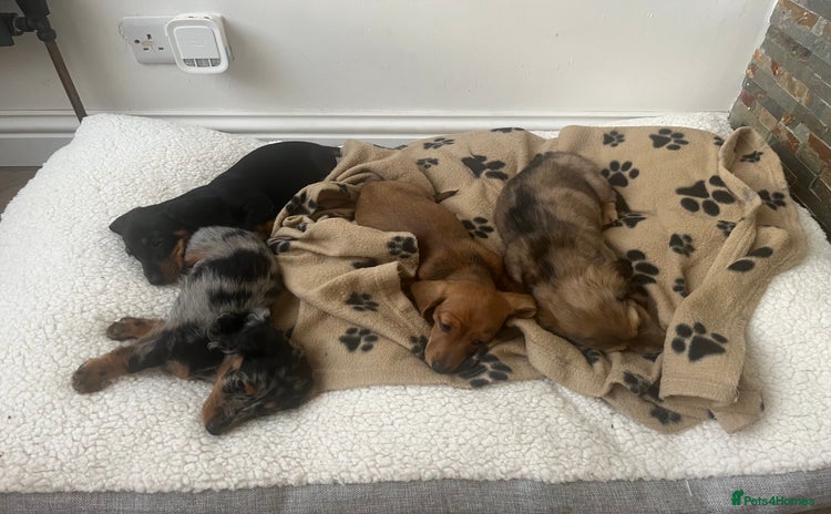 Miniature Dachshund dogs - Advert 1