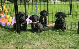 Springador dogs for sale: 💥FULL HEALTH TESTED BLACK SPRINGERDORS FOR SALE💥 in Market Drayton - Image 1