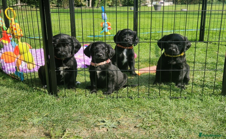 Springador dogs in Market Drayton - Advert 2