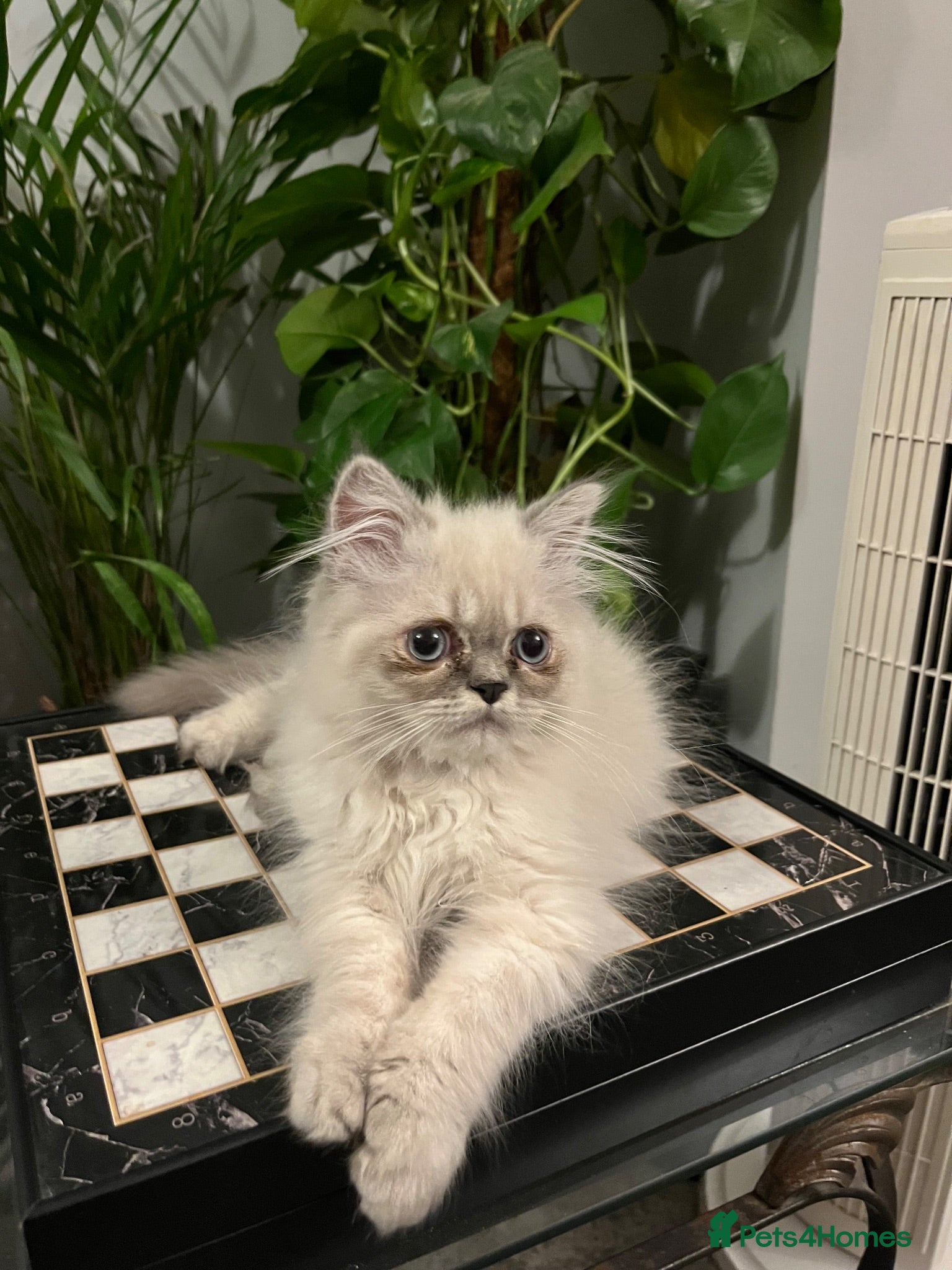 Persian cats READY NOW Fully vaccinated“Louis”, Persian kitten  - Advert 10