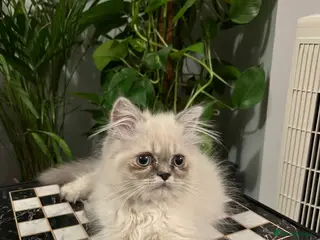 Persian cats READY NOW Fully vaccinated“Louis”, Persian kitten - Advert 10