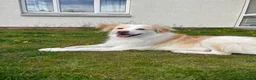 Mixed Breed dogs for sale: Loving 5yo girl in Elgin - Advert 1