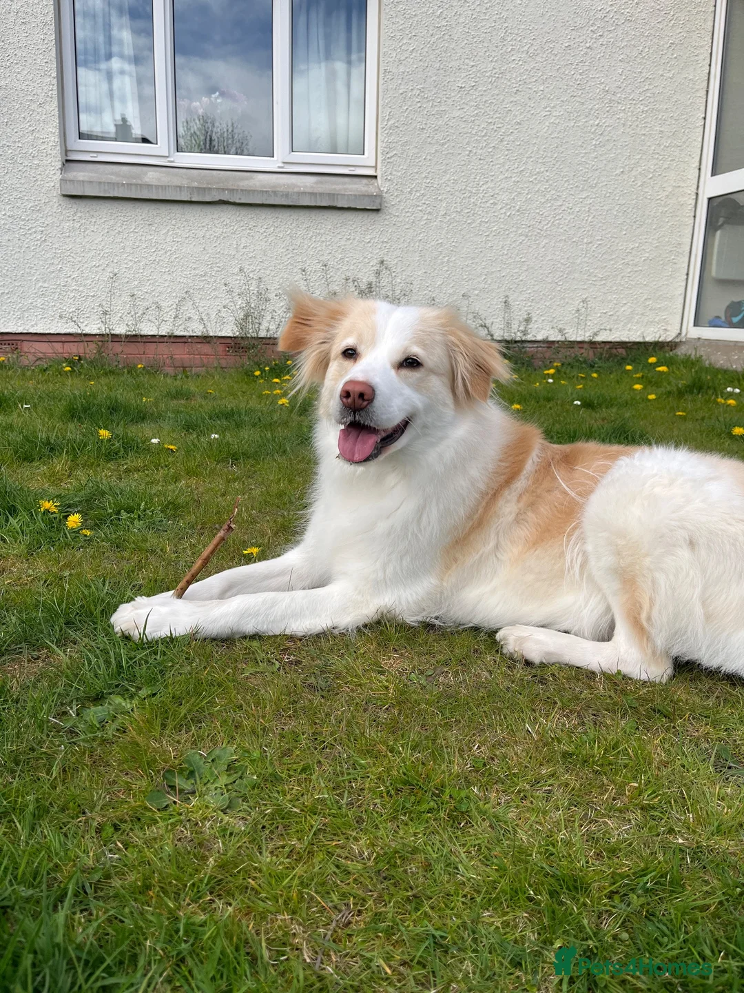 Mixed Breed dogs for sale: Loving 5yo girl in Elgin - Advert 1