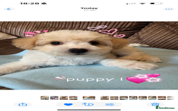 Mixed Breed dogs for sale: ❤️🐶🐾Beautiful Jackapoo & Maltipoo puppies 🐾🐶❤️ - Image 1