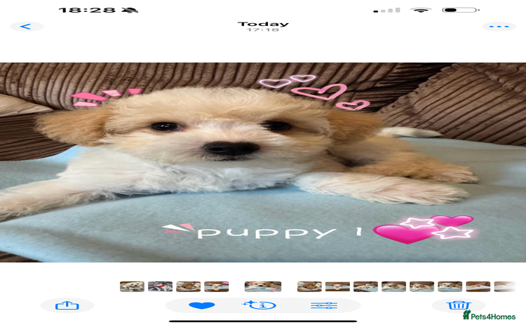 Mixed Breed dogs - Advert 1