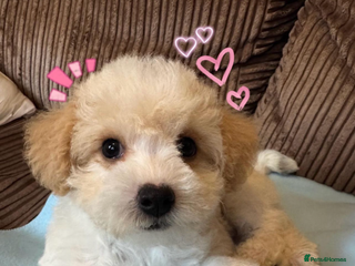 Mixed Breed dogs - Advert 3
