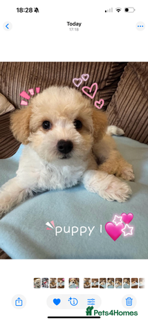 Mixed Breed dogs - Advert 1
