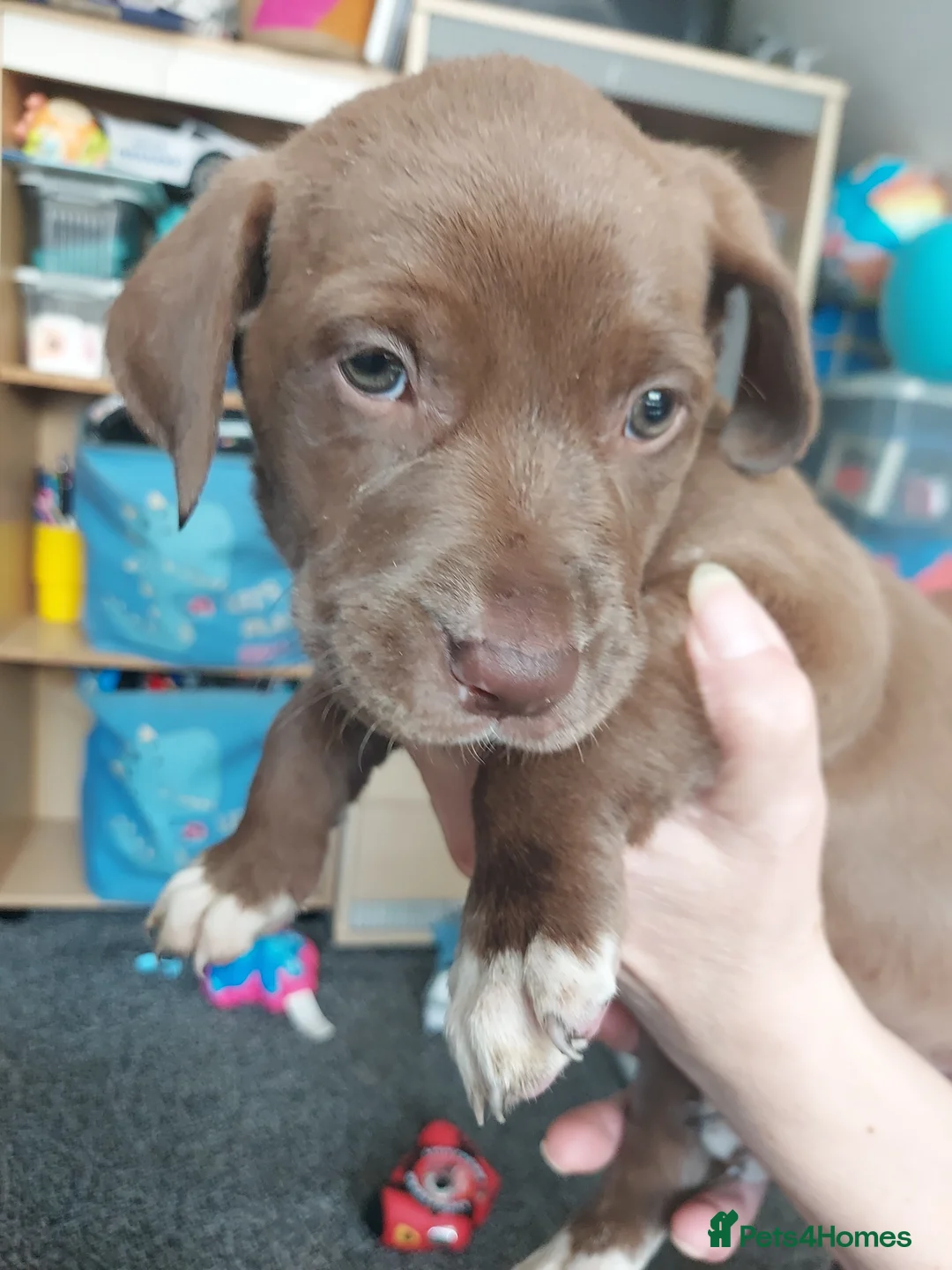 Mixed Breed dogs for sale: Mixed labrador puppies  - Advert 2