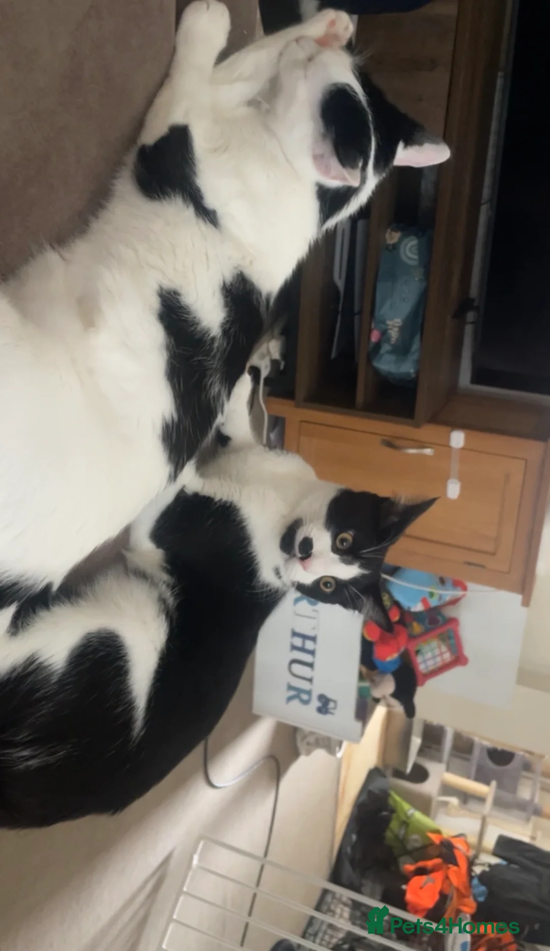 Domestic Shorthair cats for sale: Chloe  in Chelmsford - Advert 3