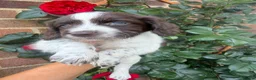 Sproodle dogs for sale: Sproodle puppies for sale  - Advert 2