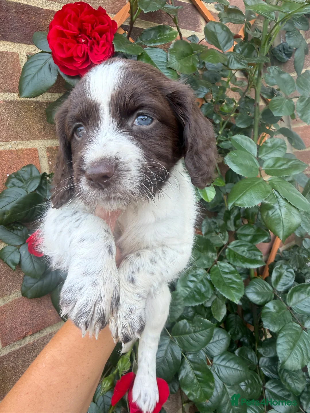 Sproodle dogs for sale: Sproodle puppies for sale  - Advert 2