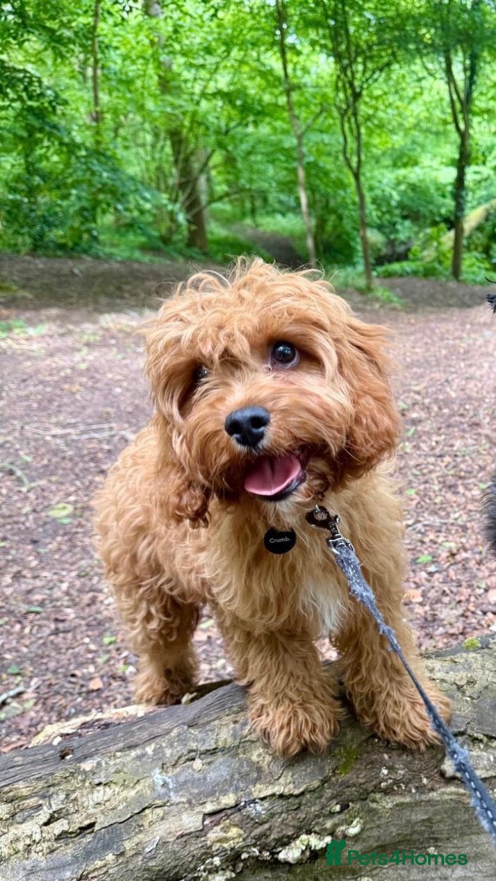 Cavapoo dogs Loveable Cavapoo - Advert 8