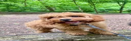 Cavapoo dogs for sale: Loveable Cavapoo - Advert 1