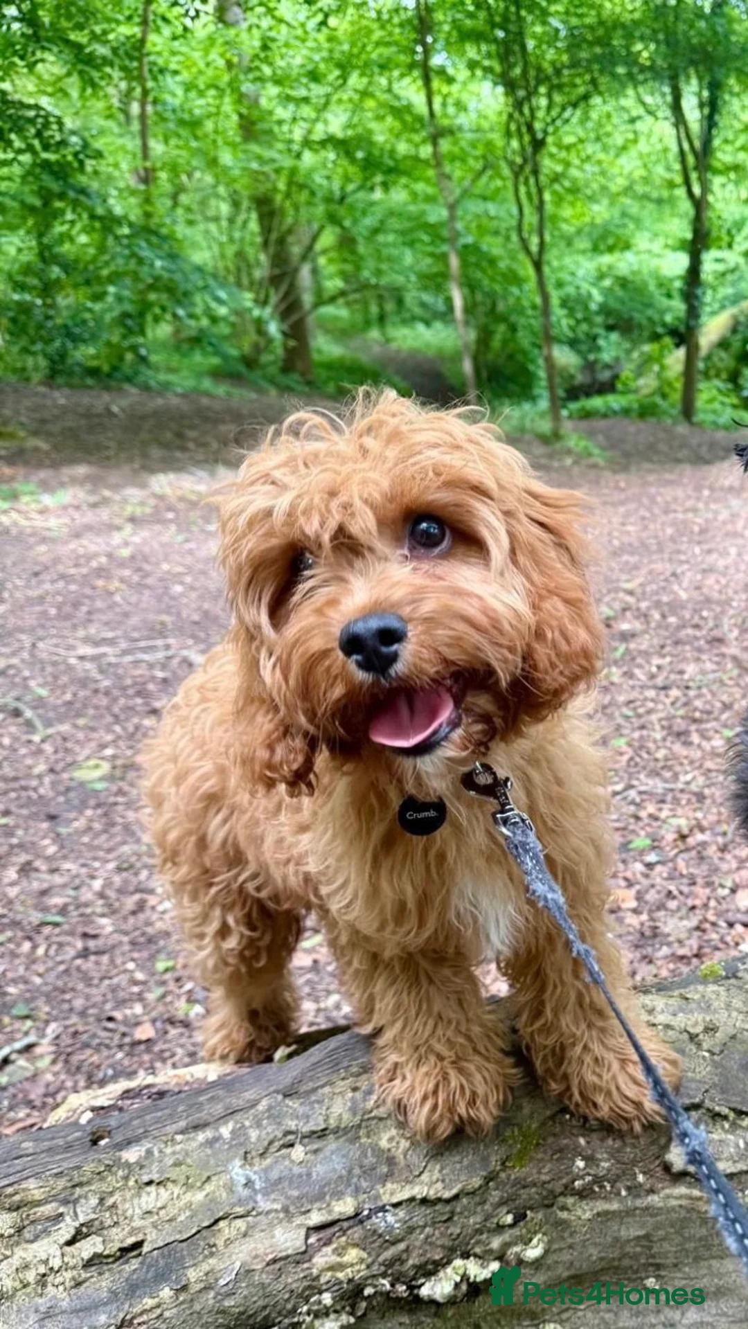 Cavapoo dogs for sale: Loveable Cavapoo - Advert 1
