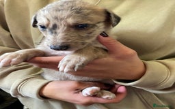 Mixed Breed dogs for sale: Deerhound greyhound collie puppies  - Image 25