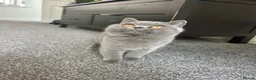 British Shorthair cats for sale: LAST BOY TICA Registered British Shorthair - Advert 3