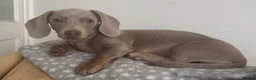 Dachshund dogs for sale: 6 months old Pedigree Dachshund Bitch  in Blaydon-on-Tyne - Advert 2