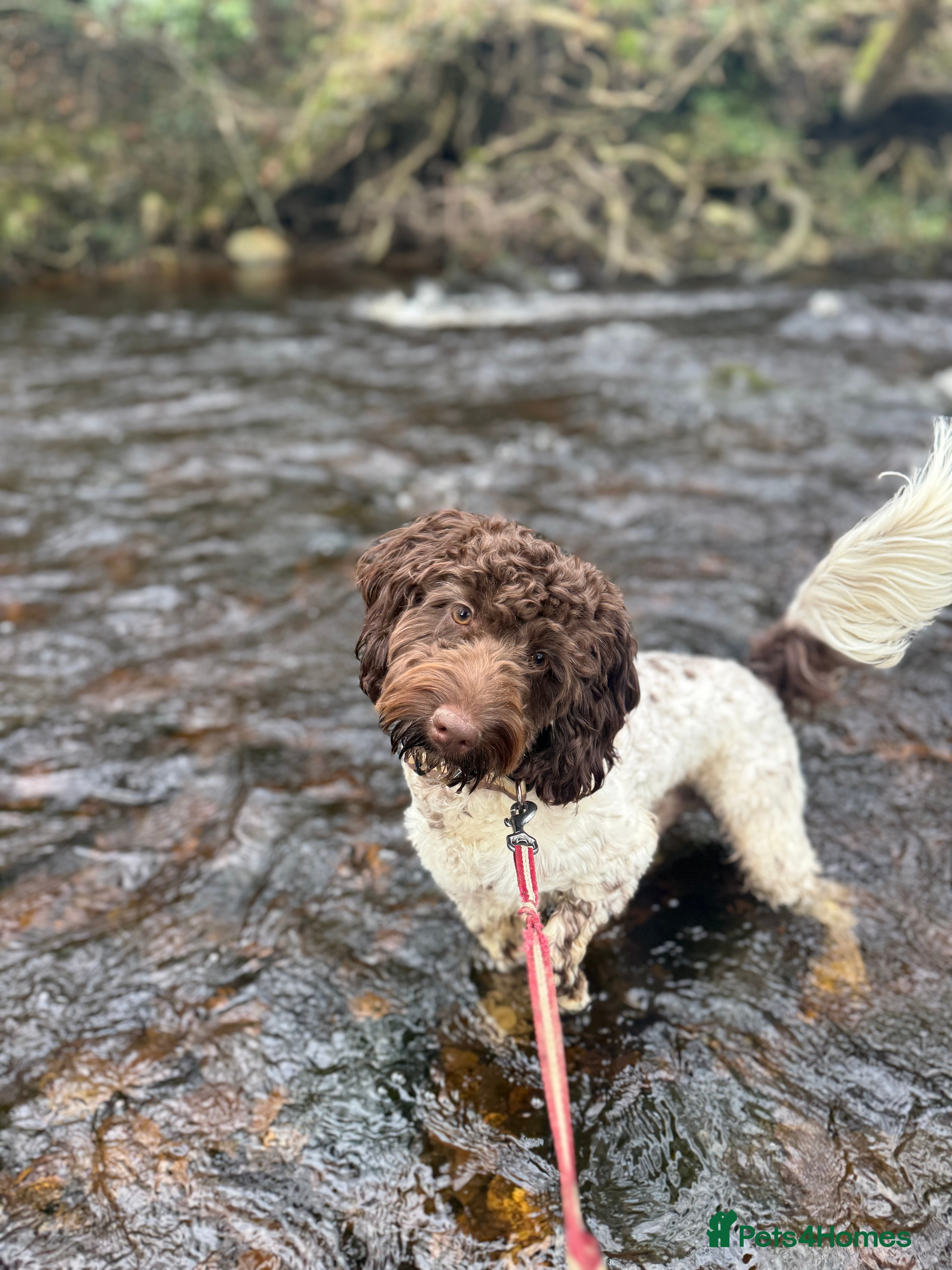 Cockapoo dogs Cockapoo for sale  - Advert 1