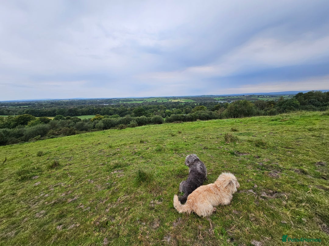 Glen of Imaal Terrier dogs for sale: Maximum dog in minimum frame! - Advert 6