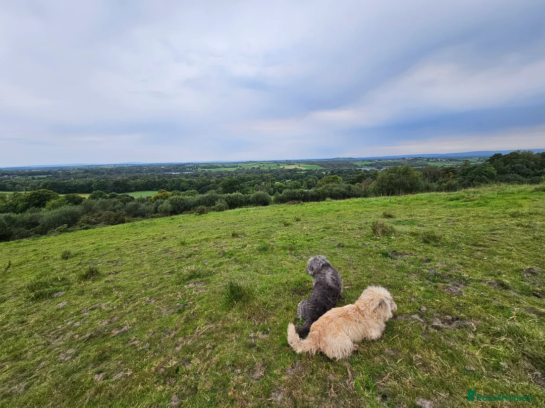 Glen of Imaal Terrier dogs for sale: Maximum dog in minimum frame! - Advert 14