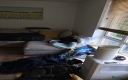 Mixed Breed dogs for sale: Tilly the Sheprador GSD/Lab cross - Image 12