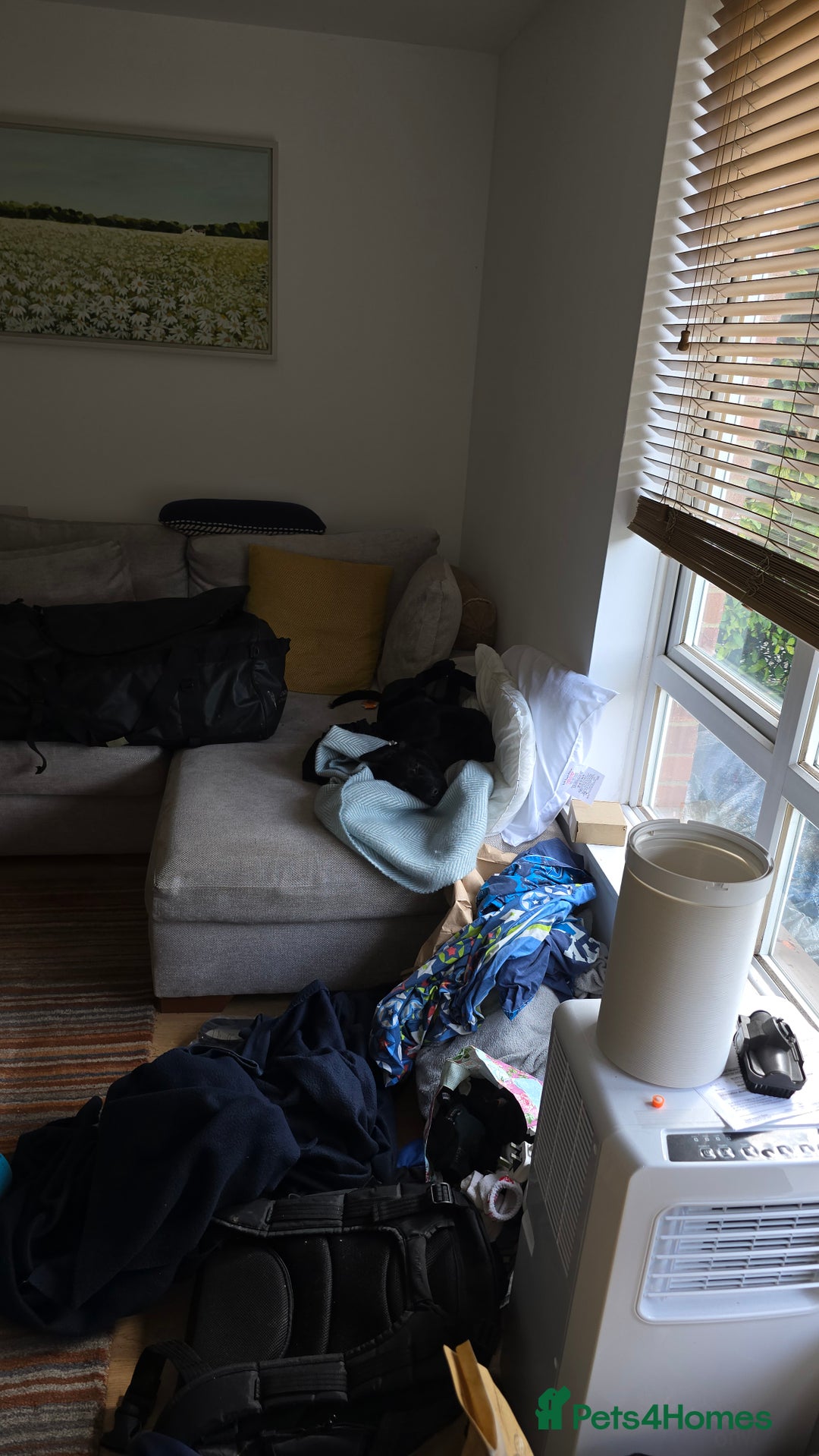 Mixed Breed dogs for sale: Tilly the Sheprador GSD/Lab cross - Image 12