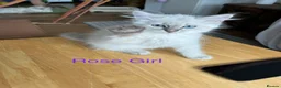 Siberian cats for sale: Amazing Siberian Neva Masquerade/Ragdoll kittens  - Advert 8