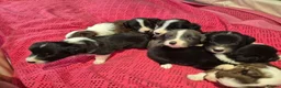 Border Collie dogs for sale: 🐾 Border Collie Puppies Available! ❤️ - Advert 3