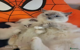 Ragdoll cats for sale: 🌸 Last Ragdoll Girl Available & Ready Now! 💕🐱 - Image 5