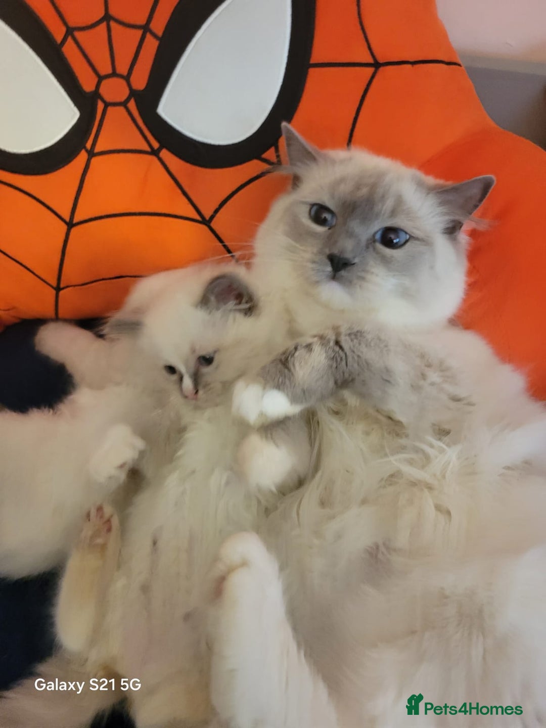 Ragdoll cats for sale: 🌸 Last Ragdoll Girl Available & Ready Now! 💕🐱 - Image 5
