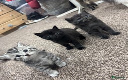 Brazilian Shorthair cats for sale: BSH Kittens for Sale! - Image 1