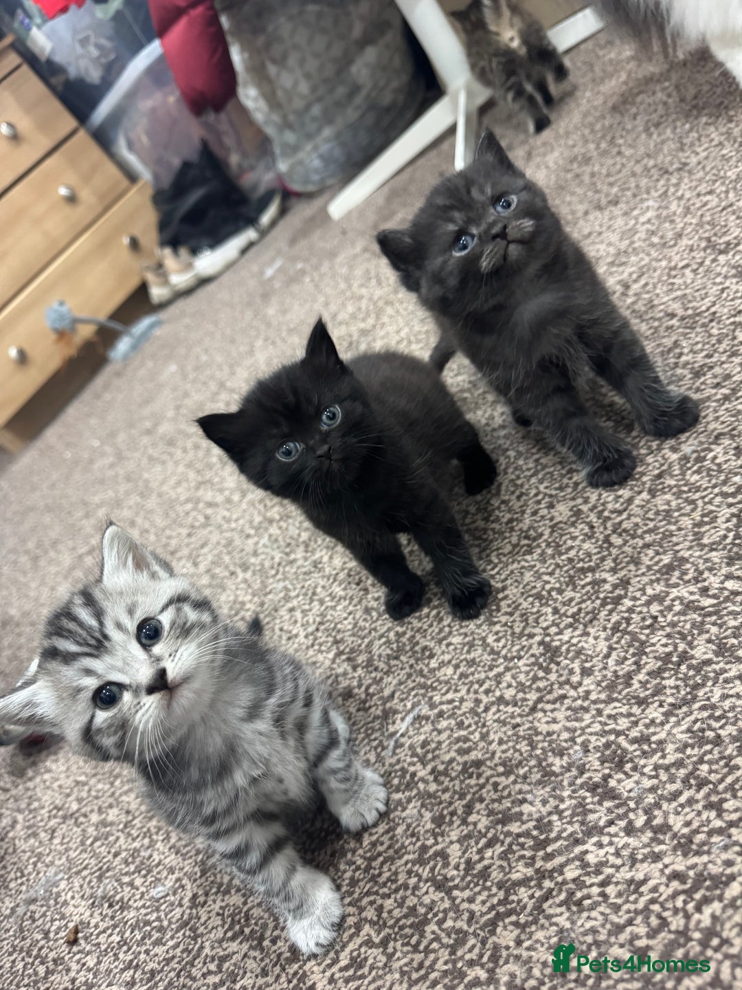 Brazilian Shorthair cats for sale: BSH Kittens for Sale! - Image 1