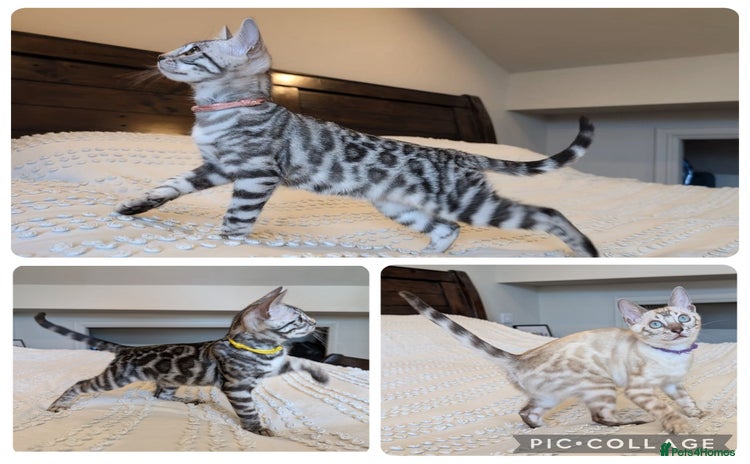 Bengal cats in Barnoldswick - Advert 1