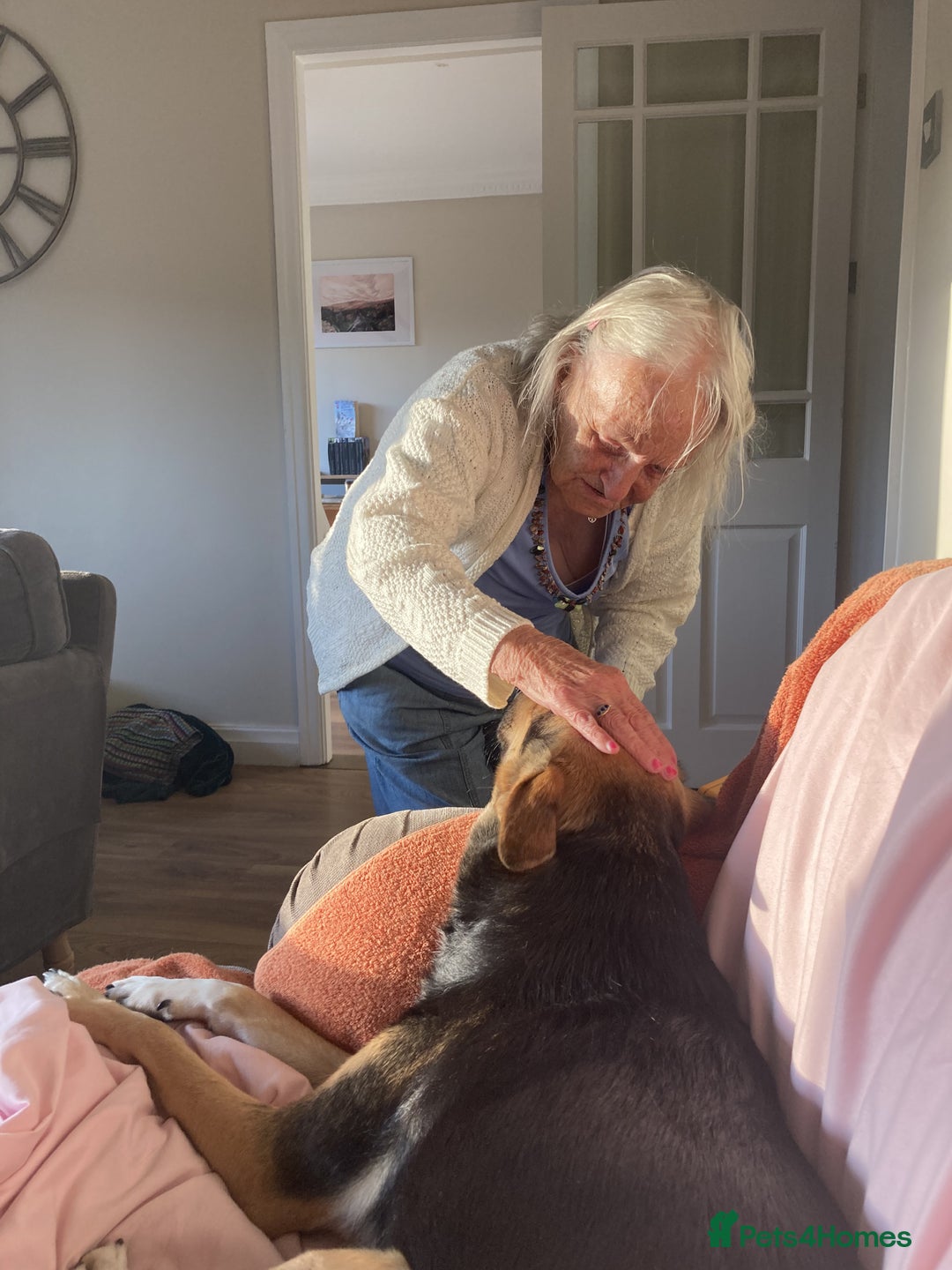 Mixed Breed dogs for sale: Very Special Mixed German Shepherd Girl (aged 3) - Image 11