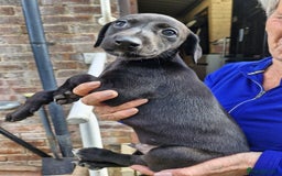 Mixed Breed dogs for sale: Saluki greyhound whippet pups - Image 1