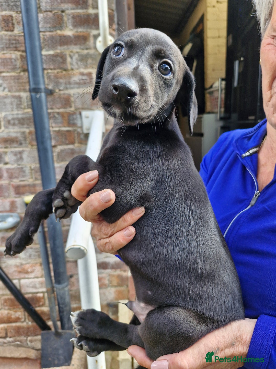 Mixed Breed dogs for sale: Saluki greyhound whippet pups - Image 1
