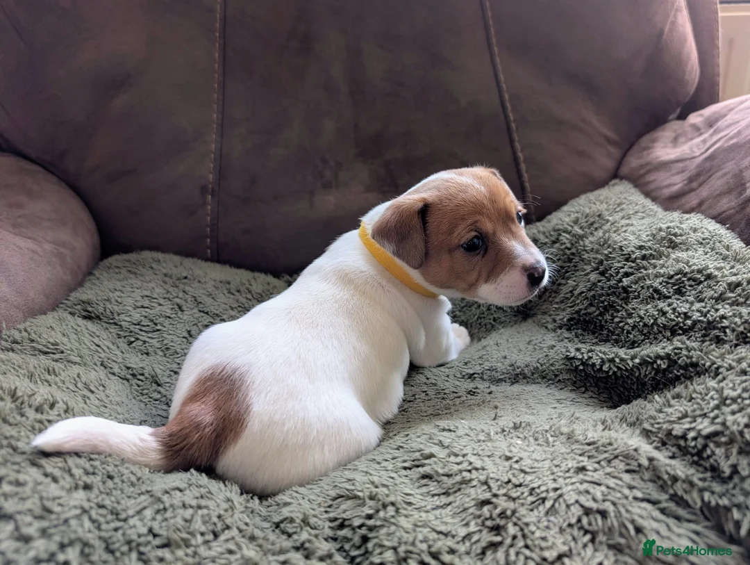 Jack Russell dogs for sale: Jack Russell Puppies, Ready 20th March - Advert 13