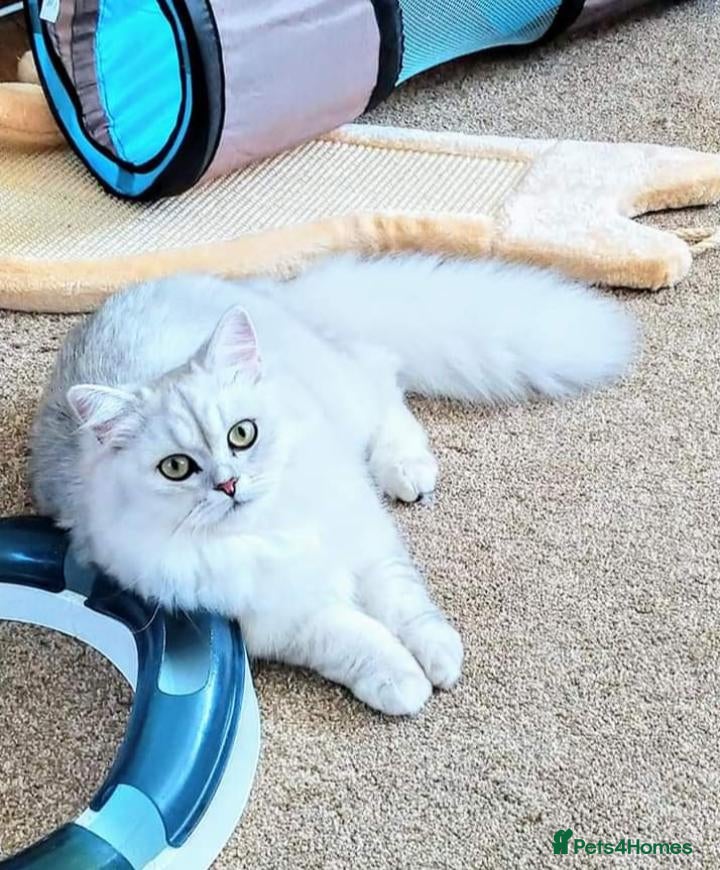 Scottish Fold cats Scottish fold and straight ear kitten's 😻 - Advert 4