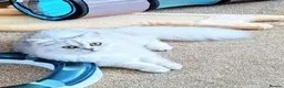 Scottish Fold cats for sale: Scottish fold and straight ear kitten's 😻 - Advert 9