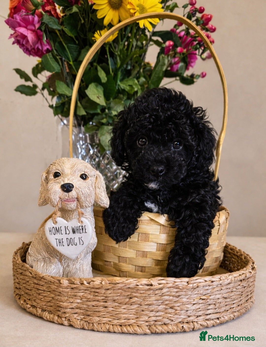 Cockapoo dogs Toy Cockapoo ** 1 LEFT** - Advert 16