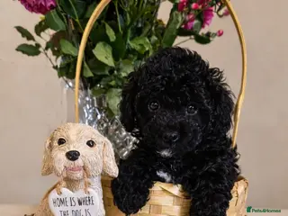 Cockapoo dogs Toy Cockapoo ** 1 LEFT** - Advert 16