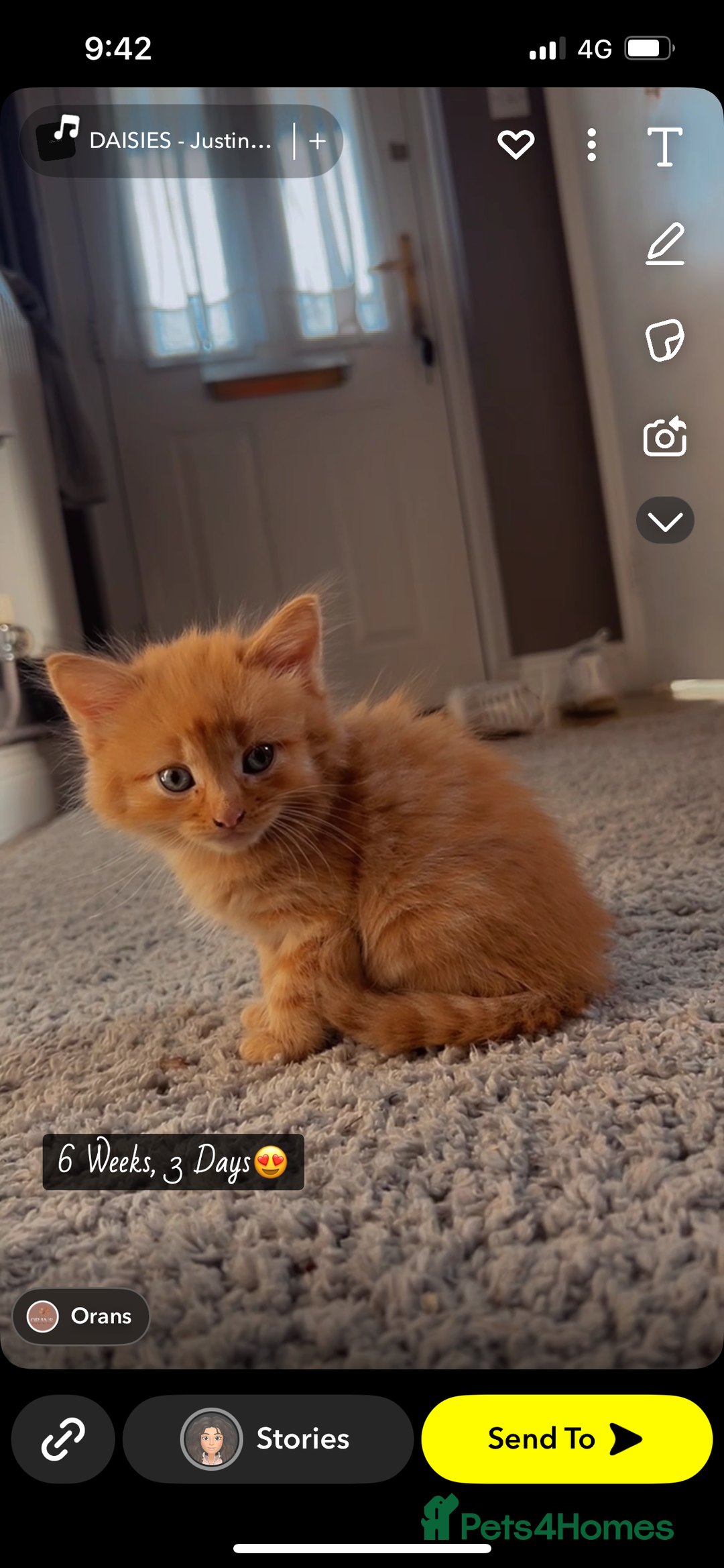 British Shorthair cats for sale: Ginger kitten  - Image 1
