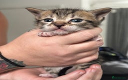 Bengal cats for sale: Bengal cross kittens  - Image 11
