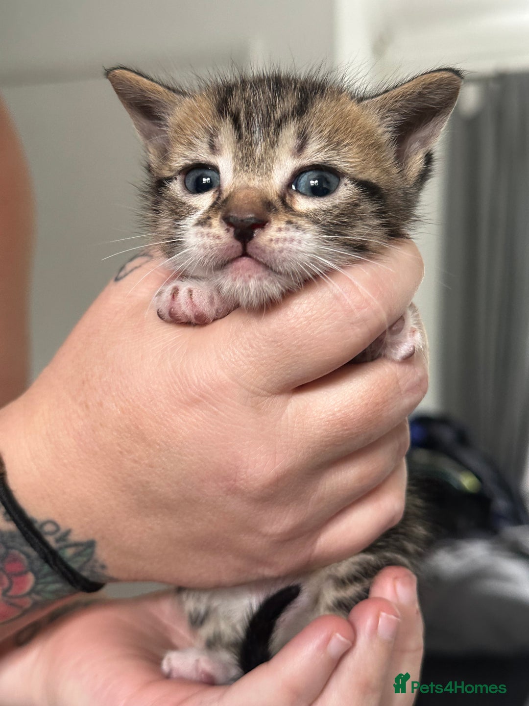Bengal cats for sale: Bengal cross kittens  - Image 11