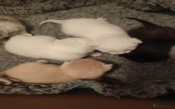 British Shorthair cats for sale: White and cream kittens!!! 😻 - Advert 14