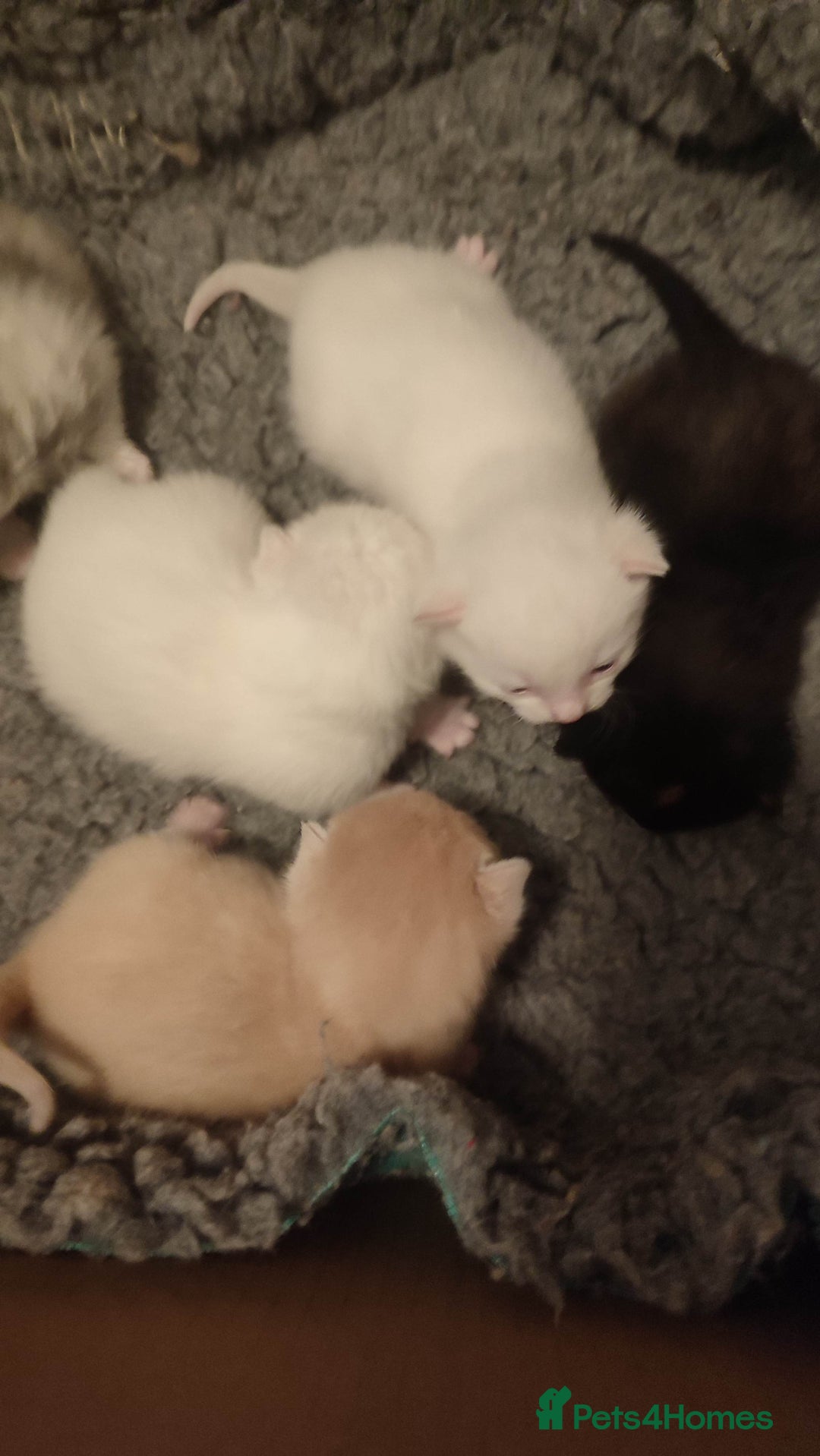 British Shorthair cats for sale: White and cream kittens!!! 😻 - Advert 14